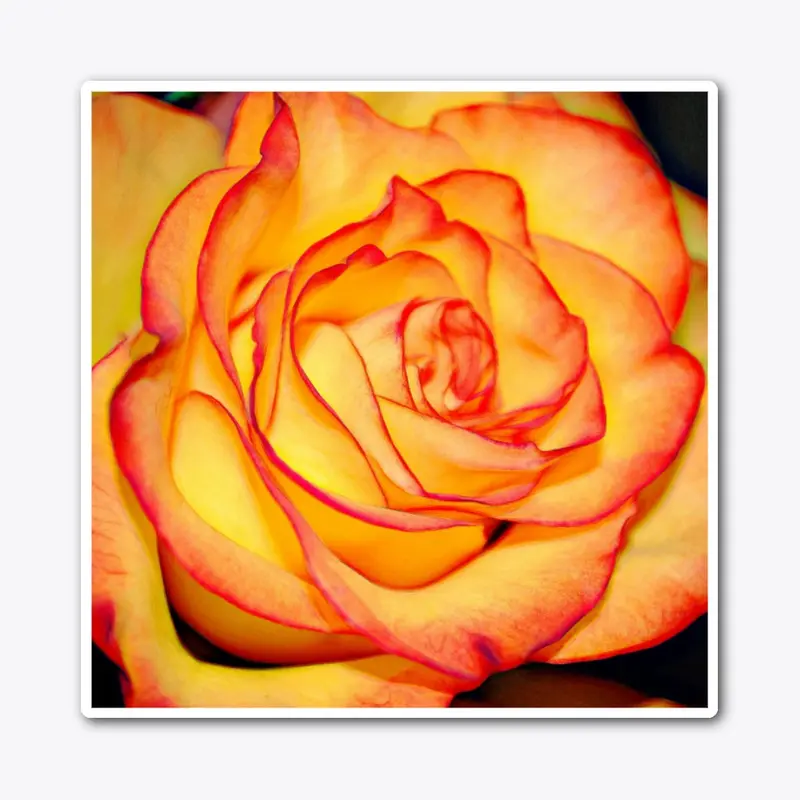 Bright Orange Rose