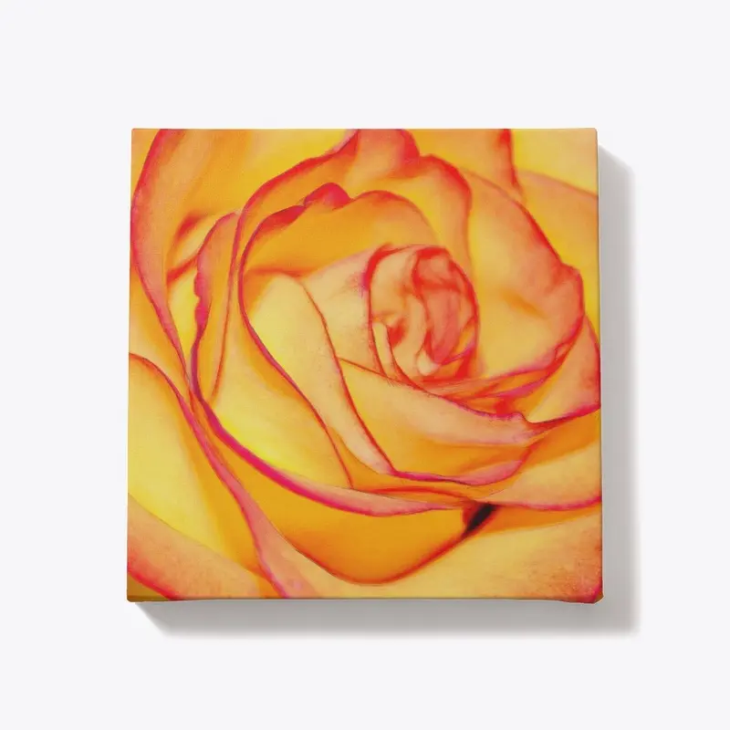 Bright Orange Rose