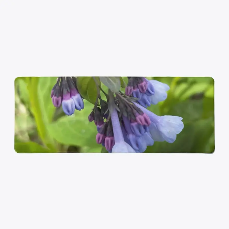 Blue and Purple Wildflowers