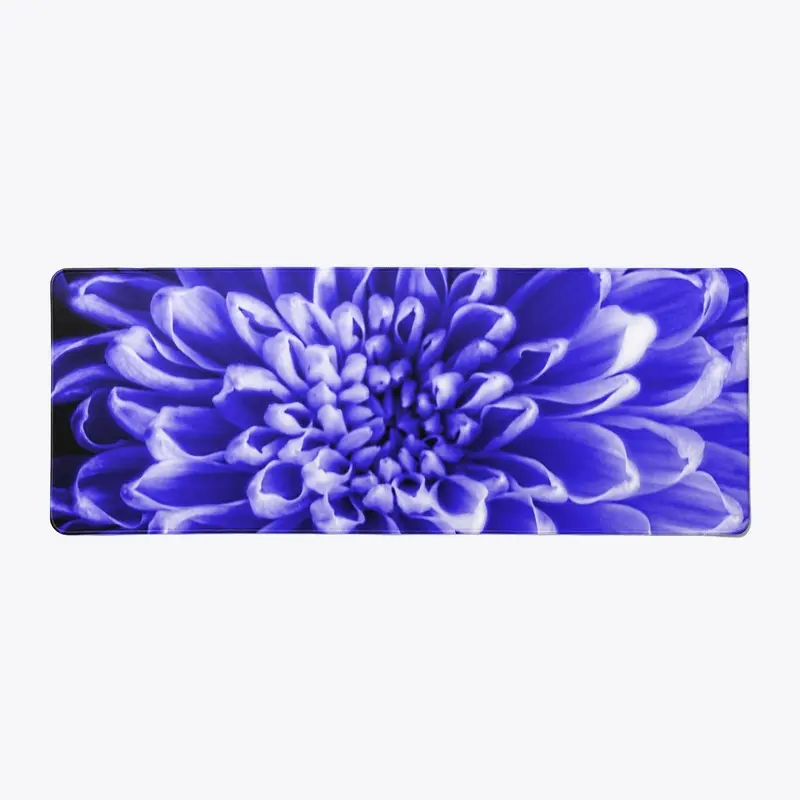 Blue Chrysanthemum