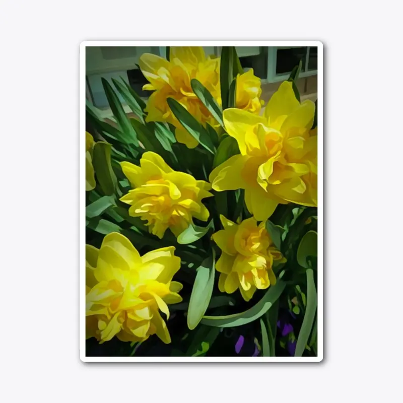 Bright Yellow Daffodils